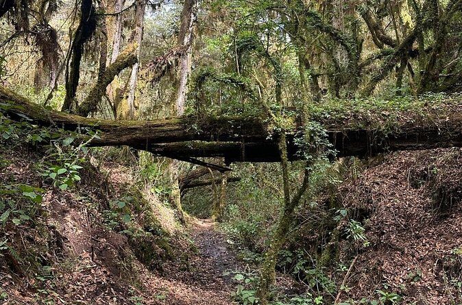 Amazing Walk through the Zapotec Mountains with Hot Chocolate - Wildlife, ferns, and plants you can actually name