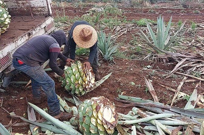 Ancestral Mezcal Tour Experience A pre Hispanic Heritage - Price and value: what $69.13 buys you in Oaxaca