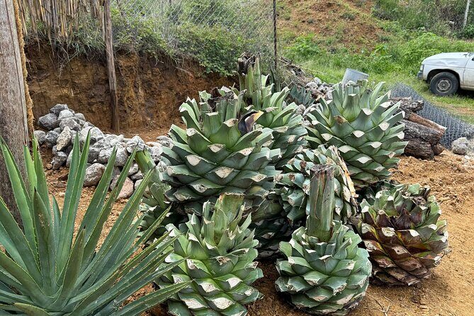 Ancestral Mezcal Tour Experience A pre Hispanic Heritage - Who should book this tour (and who might skip)