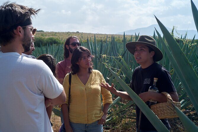 Artisanal Mezcal Culture Tour for Tasting and History - Key highlights to look for