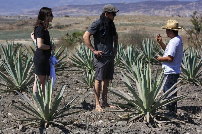 Artisanal Mezcal distillery in an authentic Zapotec village - From Oaxaca City’s Cathedral to San Dionisio Ocotepec