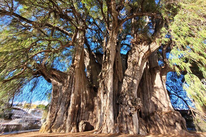 Bike Ride to the Largest Tree in the World - The ride to Santa Maria del Tule: shaded bike lane, real outskirts views