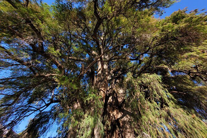 Bike Ride to the Largest Tree in the World - Stop 2 at Palacio Municipal: square, crafts, food market, and a quick reset