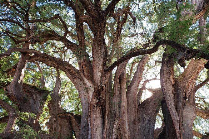 Bike Ride to the Largest Tree in the World - Price and value: $26.87 for a guided day with included entrances
