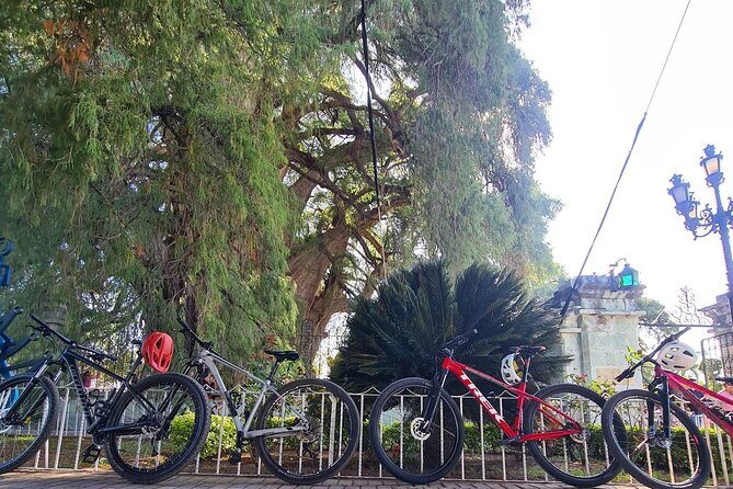 Bike ride to the Tule tree through the countryside - Key things to know before you go