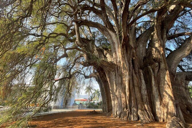 Bike tour to the Tule Tree and the Gastronomic Market - Stop 1: Santa María del Tule and the Arbol del Tule park