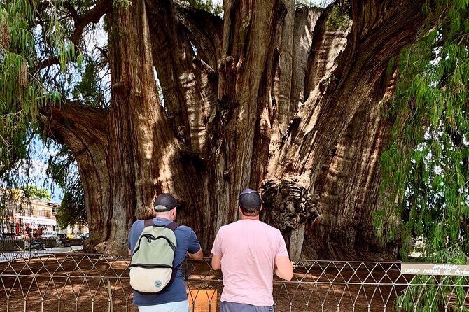 Boil water, Mitla, Teotitlan, Mezcal and more - Tule Tree: a fast world-record photo moment