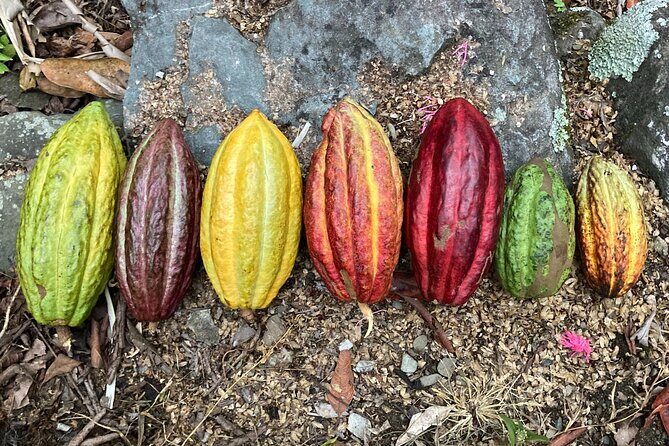 Cacao day experience from the wood to your cup! - Cacao day from Oaxaca City: what the 7–8 hours feels like