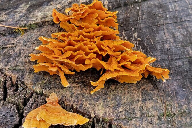 Cuajimoloyas Private Hiking Bushwalking Oaxaca Adventure - Biodiversity Lessons You Can Actually Notice on the Trail