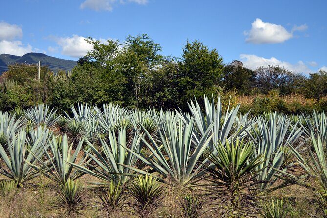 Earth, Corn & Fire: Tasting the Roots of Oaxacan Cuisine - Meeting point near Centro and the 10:00 am start