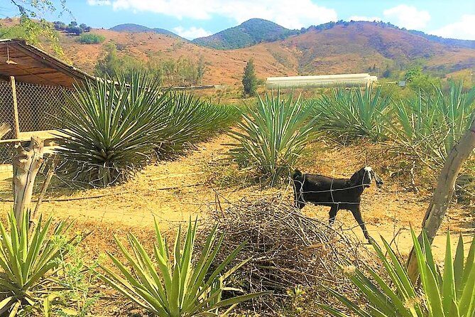 Exclusive Private Tour: Hierve el Agua with Hike, Mezcal & Gastronomy - Stop 4: Teotitlán del Valle for Natural Dyes and Cochineal Red Gold