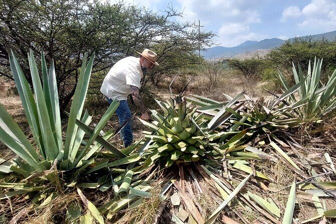 Experience the Mezcal Tour in Oaxaca - Key Things You’ll Like About This Mezcal Tour