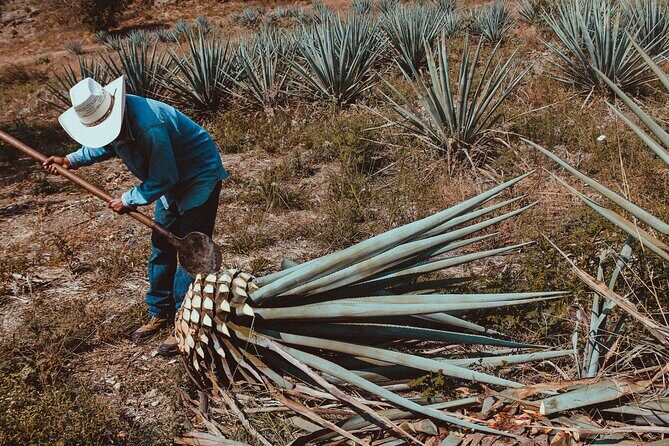 Experience the Mezcal Tour in Oaxaca - Should You Book? My Practical Verdict