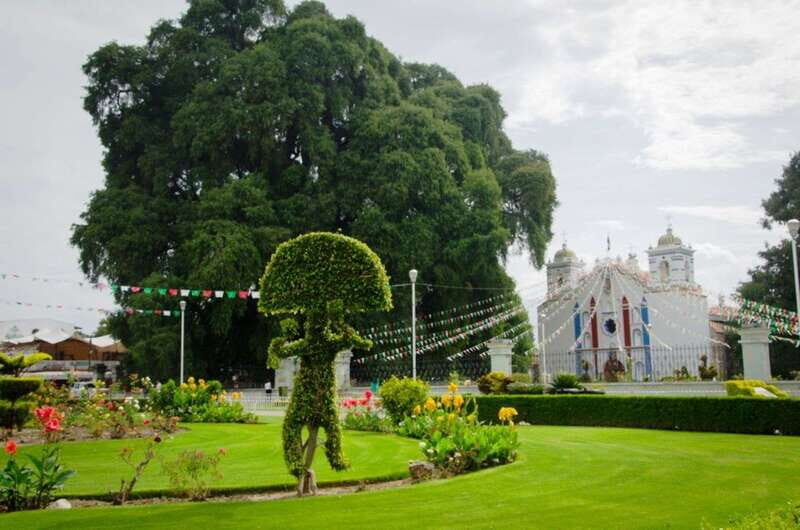 From Oaxaca: City, Mitla, and Mezcal Factory Tour - El Tule Tree: the ahuehuete that feels unreal