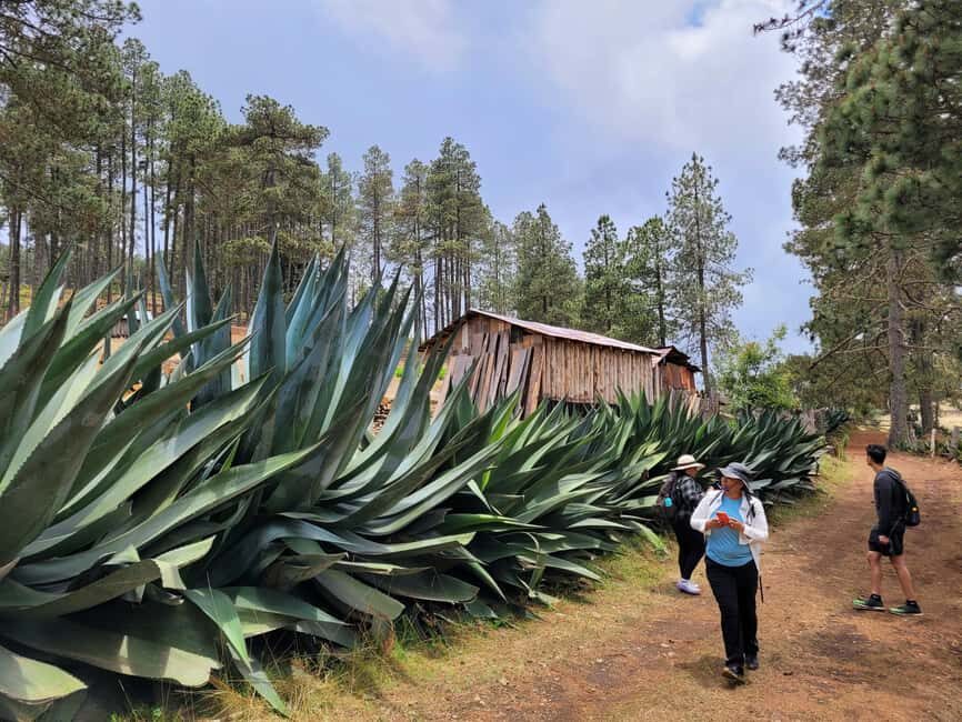 From Oaxaca: Sierra Norte Hike & Indigenous Village Full-Day - Breakfast in the Mountains: Memelas and Oaxacan Coffee First