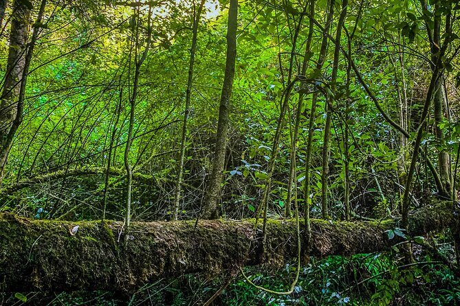 Full Day Bromeliad Forest Tour from Oaxaca - Key highlights you’ll feel from the start
