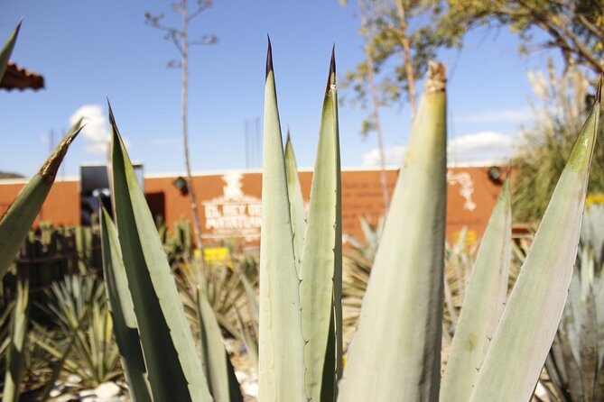 full day tour : Boil the water, Teotitlan, Mezcal, tule and Mitla - One packed day: Mitla, Teotitlan weaving, mezcal, and Hierve el Agua