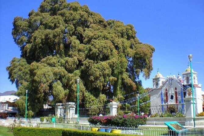 full day tour : Boil the water, Teotitlan, Mezcal, tule and Mitla - Santa Maria del Tule: the giant tree stop that still feels special