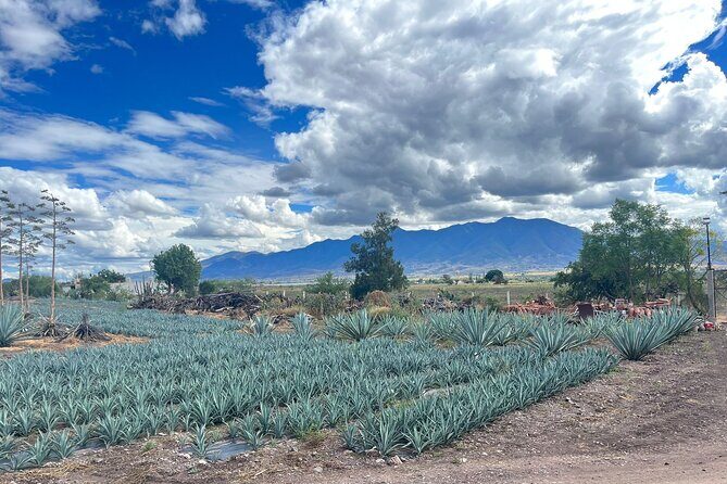 FULL Oaxaca Experience (Small Groups) - What the $58 price gets you (and why it can be good value)