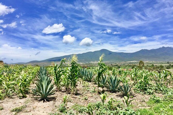 Gastronomy Experience, Culture Mezcal,Tasting & Textiles. Private Tour. - Why this Oaxaca day feels more like a story than a checklist