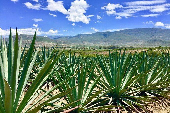 Gastronomy Experience, Culture Mezcal,Tasting & Textiles. Private Tour. - Teotitlán del Valle: rug weaving, wool, and natural dyes in action