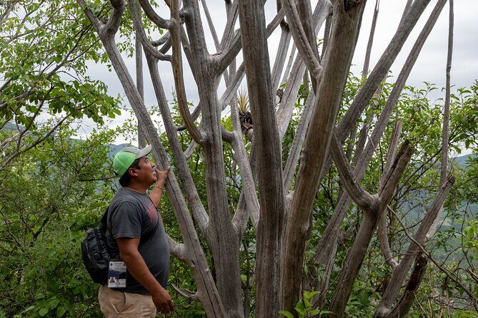 Hierve el Agua Half-Day: Early Access & Personal Guide + Pickup - The 3-hour on-site walk: petrified waterfalls and frozen-looking rock cascades