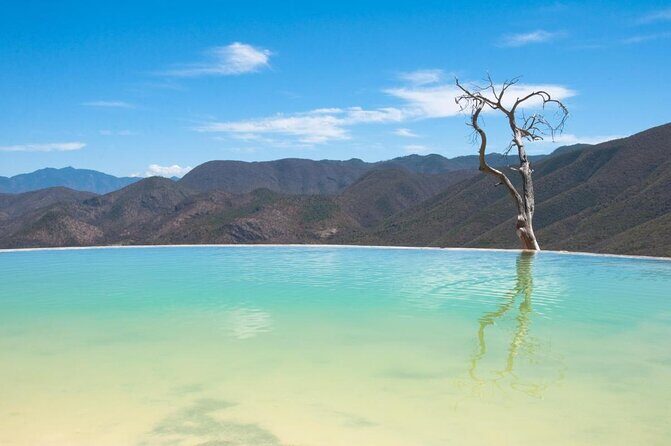 Hierve el Agua, Tule Tree, Mitla and Mezcal Distillery Tour - Tule Tree: the living landmark you’ll remember