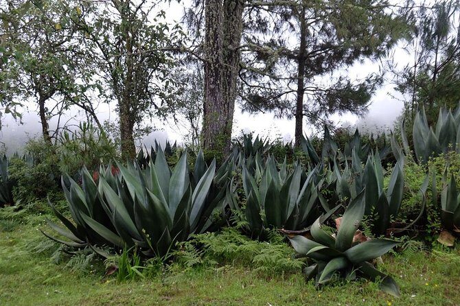 Hike el Camino Real, Latuvi – Lachatao - Price check: is $269 good value for a full Sierra Norte day?