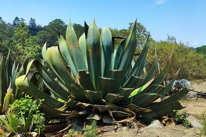 Hike in the Sierra Norte, Cuajimoloyas - Certified guide + a group of 10: safer hiking, better questions