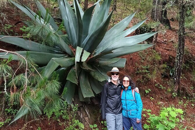 Hiking in Sierra Norte the most spectacular trails in Oaxaca - Santa Catarina Ixtepeji: The Sierra Norte Forest Hike You Came For