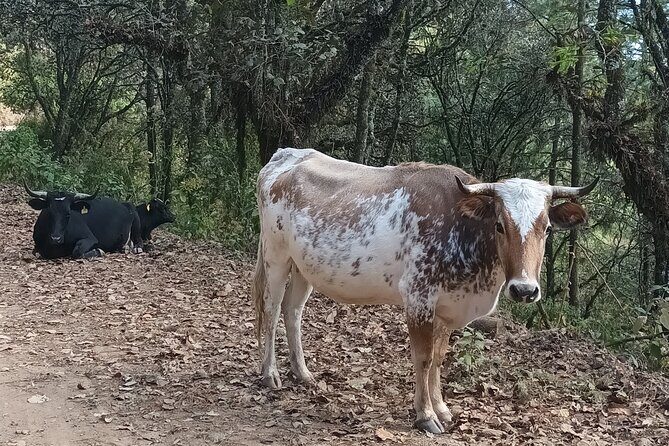 Hiking in Sierra Norte the most spectacular trails in Oaxaca - Practical Tips for a Smooth 8:00 AM Start