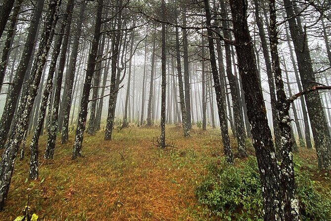 Hiking in the Enchanted Forest of Ixtepeji with Rescue Dogs - The Forest Education: Plants, History, and Why Guides Matter Here