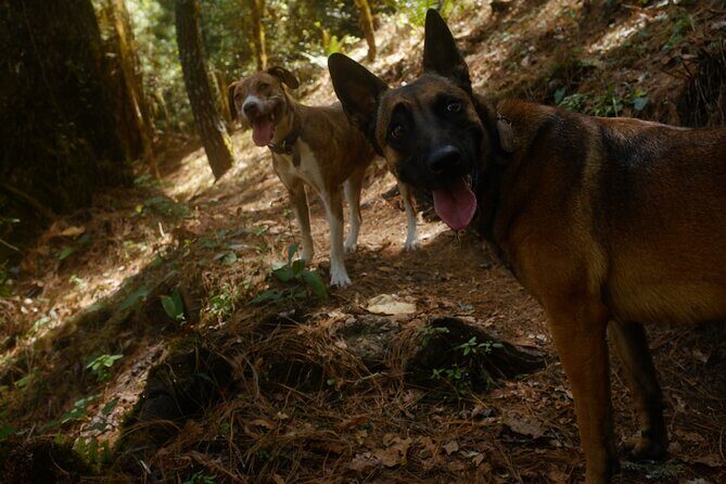 Hiking in the Enchanted Forest of Ixtepeji with Rescue Dogs - Food Stops in the Mountains: Breakfast and Lunch That Actually Belong