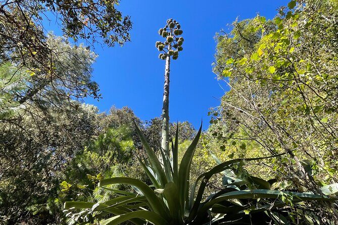 Hiking in the Sierra Norte of Oaxaca - Microclimates and Forest Details You’ll Actually Notice