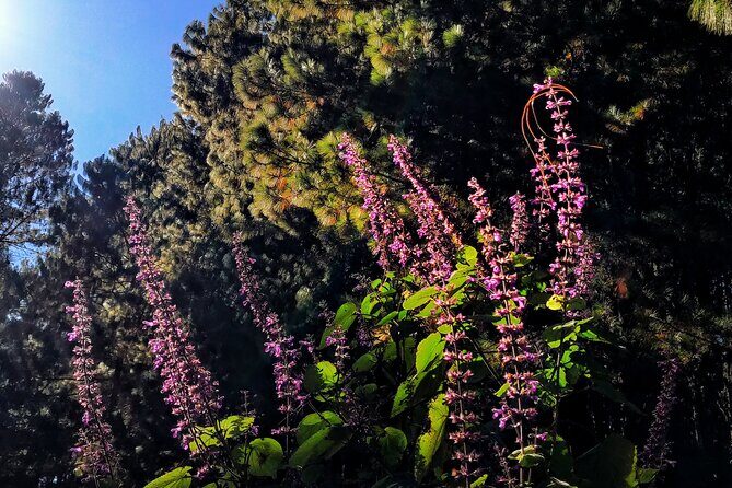 Hiking in the Sierra Norte of Oaxaca - Benito Juárez Trail Start: What the First Stretch Usually Feels Like