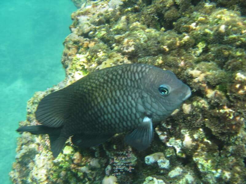 Huatulco: Premium Boat Tour with snorkel experience. - Price and Logistics: How to Avoid Booking-Day Surprise Fees