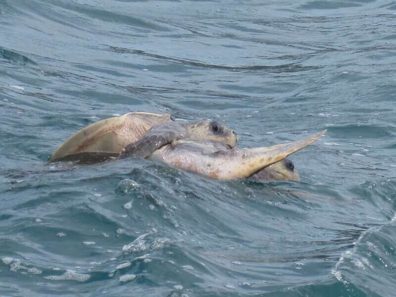 Huatulco: Premium Boat Tour with snorkel experience. - Included Drinks and the Beer Expectation