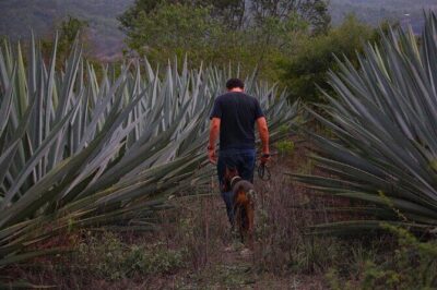 Mezcal Tour Oaxaca - The distillery stop: where the real mezcal learning happens