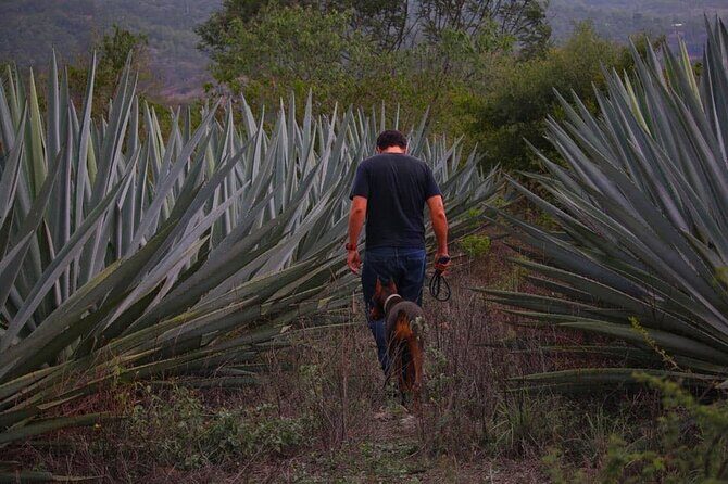 Mezcal Tour Oaxaca - The distillery stop: where the real mezcal learning happens