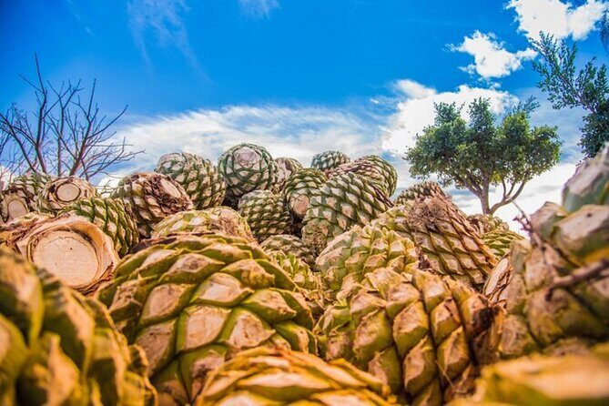 Mitla, Tule, Hierve el agua and Teotilán - A 9–10 Hour Oaxaca Circuit With Four Big Names