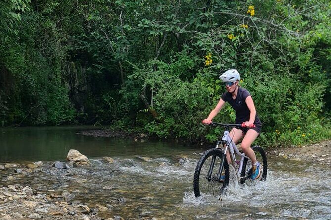 MTB Bike Tour: Monkey Tree + Tule Tree - The Tule Tree stop: famous, but the story makes it stick
