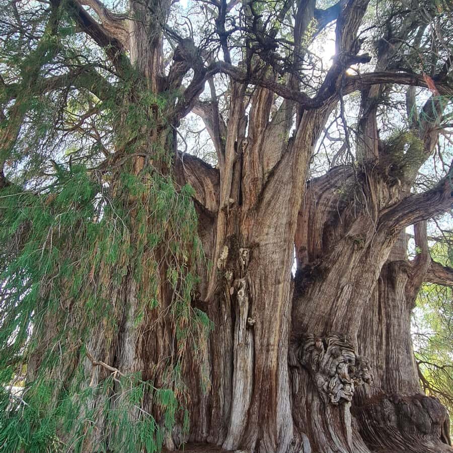 MTB Bike Tour: Tule Tree through the country-side - The 40-minute MTB trail detour: where the challenge actually lives