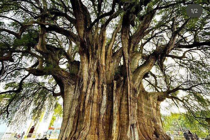 Oaxaca : Boil Water, Mitla, Teotitlan and Tule Tree - Your Day’s Practical Reality: Timing, Heat, and What’s Included