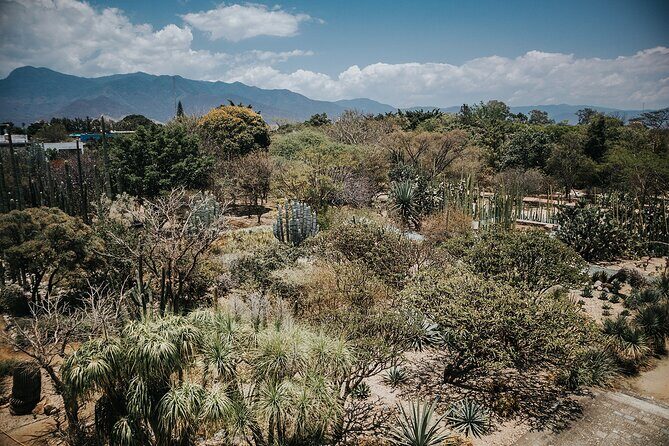 Oaxaca City Walking Tour - Markets, Textile museum & Lunch - Price and value: what $59 buys you in time, access, and guidance