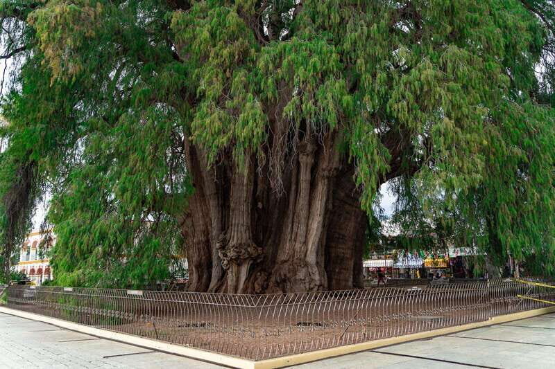 Oaxaca: El Tule tree, Teotitlan Village & Mezcal Tour - Teotitlán del Valle: Zapotec weaving you can understand (and see)