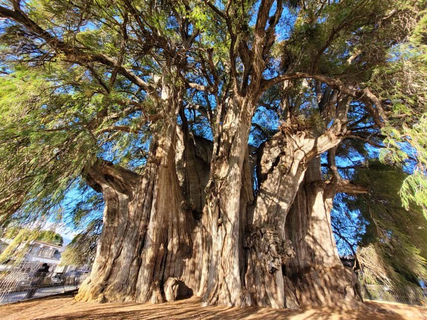 Oaxaca: Guided Bike Tour to the Largest Tree in the World - Meeting at Valterra Excursiones: bikes, helmets, and a clear plan
