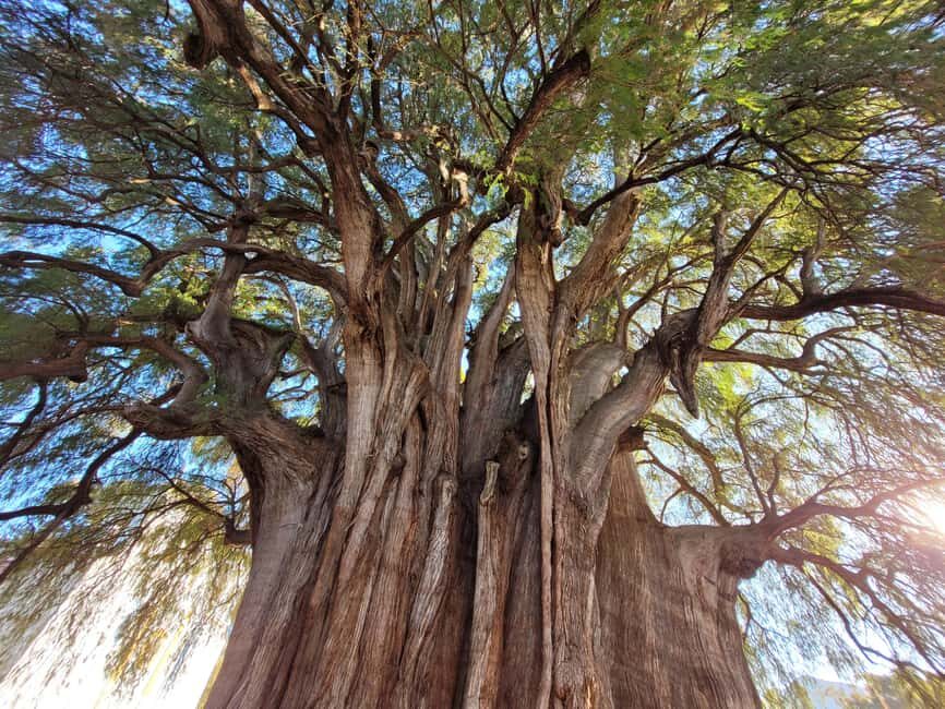 Oaxaca: Guided Bike Tour to the Largest Tree in the World - Mercado El Tule: how to plan your food stop without surprises