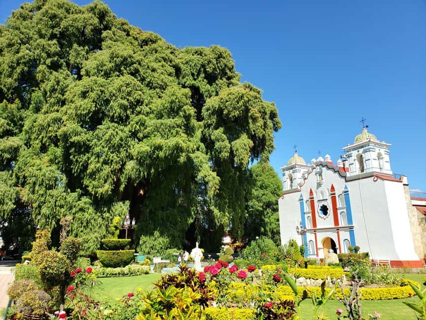 Oaxaca: Guided Bike Tour to the Largest Tree in the World - Who should book this bike tour to El Tule?