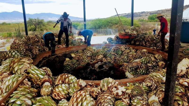 Oaxaca: Mezcal Adventure - Agave Plantation Stop: Where the Tasting Gets Real