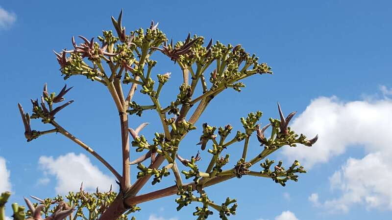 Oaxaca: Mezcal Adventure - Distillery Visits: Rustic Family Palenque vs More Polished Artisanal Production